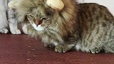 猫咪的迷惑行为
