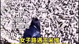 农户忙活半天才重新搭好 玉米堆 拍视频