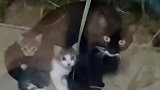 猫妈妈突然把小猫带过来，一女子经常喂流浪猫，还留下一只小猫