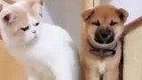 猫咪和狗狗的小时候对比现在