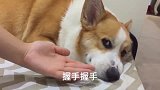 柯基：握手就握手，谁还没个好办法