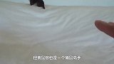 黄鼠狼挑衅猫咪，结果瞬间被反杀，镜头记录精彩一幕！