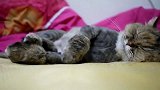 猫咪睡觉小爪子在抖，是不是做梦了呀