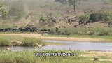 伯明翰雄狮联盟：狮群捕获野牛失败，只能饿着肚子去巡逻领地