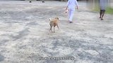 狗狗拖着残疾后腿爬行,看着让人心疼,下秒却画风突变瞬间搞笑
