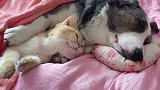 当猫咪和狗子一起睡觉时，猫：当时就觉得脑瓜子嗡嗡的！
