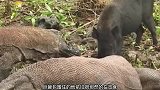 疣猪挑衅巨蜥的权威，结果被狠狠上了一课，疣猪死法可真惨