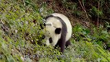 熊猫想坐在奶爸身边，不料惨遭推开，这是被嫌弃了呀？