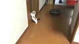 狸花猫：我叫的车来了，我先走了哈！