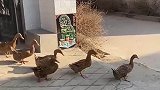 集合了集合了，全村出击！