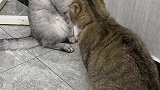 家有两只猫银渐层憨憨猫