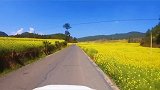 跟随镜头带你看：峨山塔甸高山油菜花