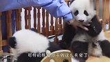 失宠熊猫太卑微：明明有两头熊，为什么只疼一只？