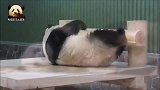 卖萌姿势多变的熊猫旦旦又来圈粉啦！一举一动都可爱得不像话