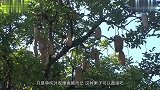 神奇的非洲，种一颗香肠树能够养活一家人，不仅能吃还能治病
