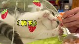 对付绿茶猫猫就得用这招 萌宠出道计划  萌宠嘉年华
