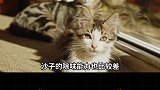 猫砂进化史 猫为什么要用猫砂？