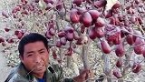 感谢大家对农民的关注，我带你吃到原汁原味的新疆特产