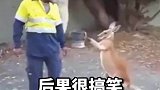 动物生起气来，后果很严重