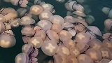 海上漂浮着大量的海蜇，这是什么现象