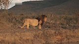 超大体型的雄狮巡逻领地，遇到犀牛也没办法(1)