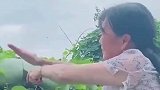 女子地里现切冬瓜不摘，保鲜膜护体2天后直呼完美