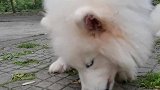 不要再说狗狗乱啃乱咬是因为调皮了