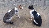 两只猫咪一决高下，来一招君子动口不动手！