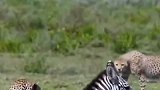 斑马被猎豹围攻竟然淡定打坐