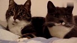 动物世界：两只猫咪对完话后，收获到意外惊喜！