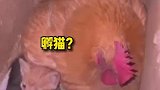 流浪猫妈妈生四个小猫，不管母鸡阻拦母猫回来看孩子