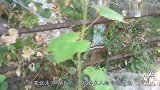 小二哈非要主人给它摘黄瓜吃，莫非它改吃素了
