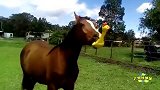鸡年重大事件 澳洲小马演绎真实版马杀鸡