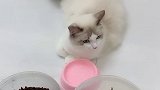 孩子够吗？布偶猫 猫