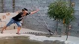 这小哥一看就是老手, 一下就制服了鳄鱼, 真是个狠人