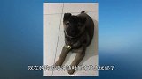 在狗市25块钱买下这只小土狗，养大以后，邻居们都直呼我赚大了