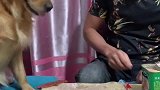 豆豆要吃主人的罐头主人不给它，接下来豆豆的做法搞笑了