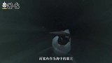 被割掉鱼翅的鲨鱼，放归海洋后还能活多久？看完才知道人类多残忍