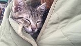 猫咪躲在羽绒服里睡着了，带它出来走走