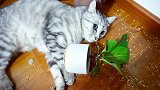 猫咪打翻花盆被主人撞见，主人问谁干的，喵一脸心虚：不是我！