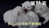 记录猫咪刚出生100天的变化，一分钟看完小奶猫成长记