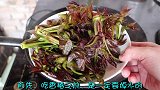 吃香椿前，要不要焯水？大厨透露正确做法，再也不敢吃错了