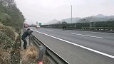 疯牛冲上高速路，经得牛主人同意后，特警果断将其击毙！