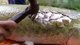 鳞片比盔甲还硬的鱼，厨师只好用“锤子”敲开鱼鳞。