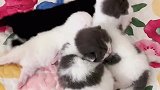 你的小奶猫已上线，请查收！
