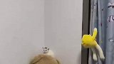 女子每次回家都会被治愈，许多奶猫都等着她