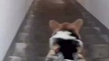 万万没想到狗子是这样下楼的