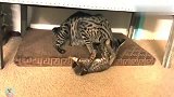 狸花猫麻麻,我都被你玩坏了