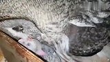 猫头鹰妈妈把两只小鹰护在怀里，主人喂它食物舍不得吃先给小鹰吃