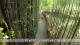 世界上一个把房屋建在大树上的民族，回家全靠爬，游客栖树民族
